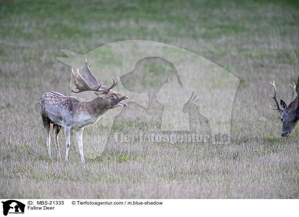 Damwild / Fallow Deer / MBS-21335