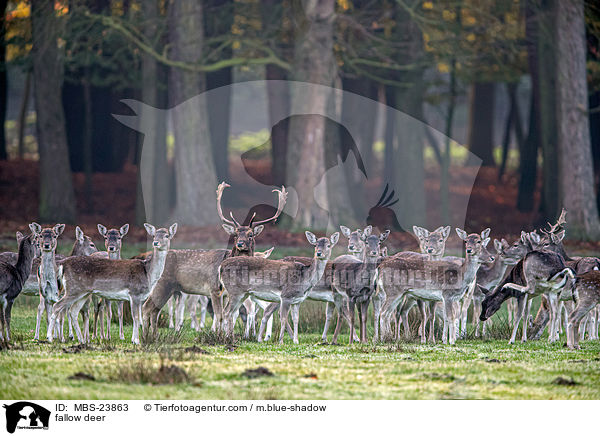 Damwild / fallow deer / MBS-23863