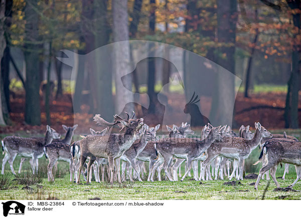 Damwild / fallow deer / MBS-23864