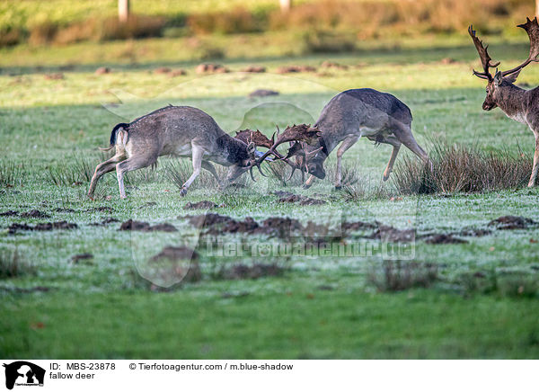 Damwild / fallow deer / MBS-23878
