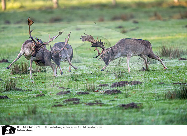 Damwild / fallow deer / MBS-23882