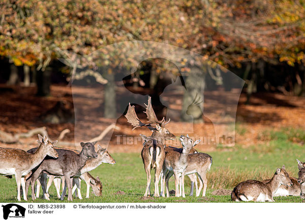 Damwild / fallow deer / MBS-23898