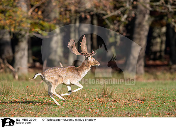 fallow deer / MBS-23901