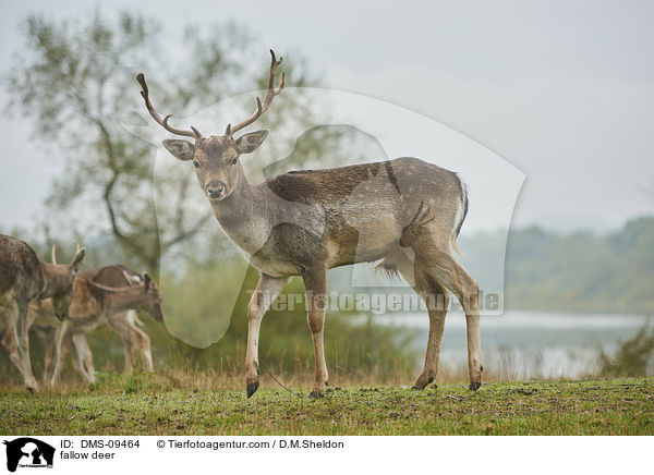 Damwild / fallow deer / DMS-09464
