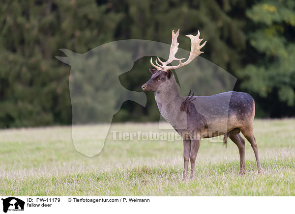 Damwild / fallow deer / PW-11179