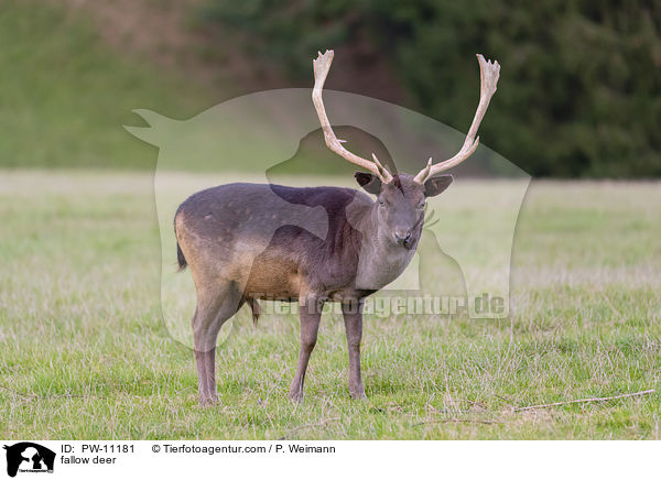 Damwild / fallow deer / PW-11181