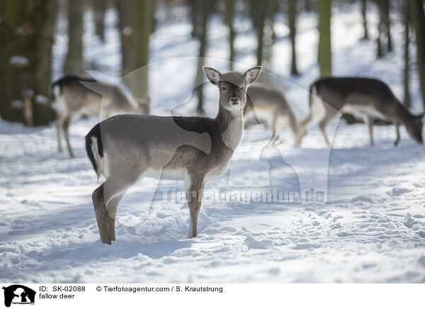fallow deer / SK-02088