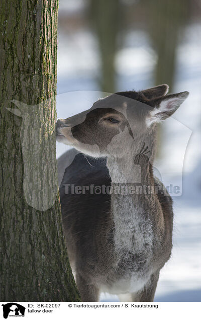 fallow deer / SK-02097