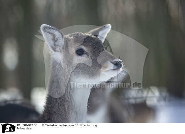 fallow deer / SK-02106