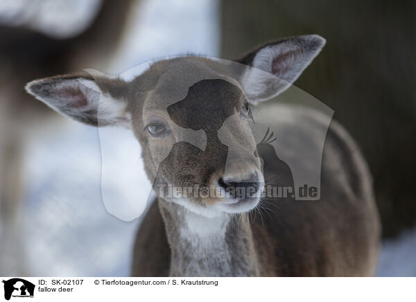 Damwild / fallow deer / SK-02107