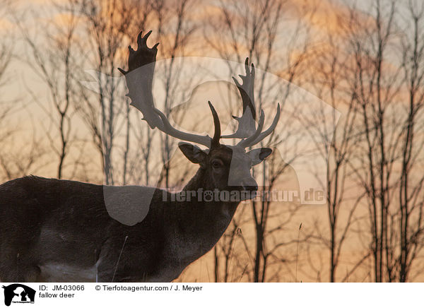 fallow deer / JM-03066