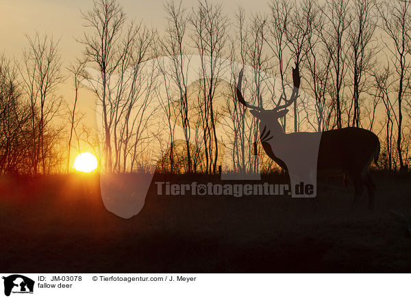Damwild / fallow deer / JM-03078