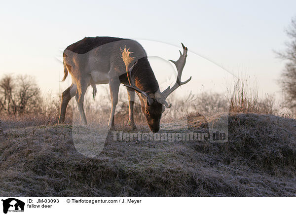 Damwild / fallow deer / JM-03093