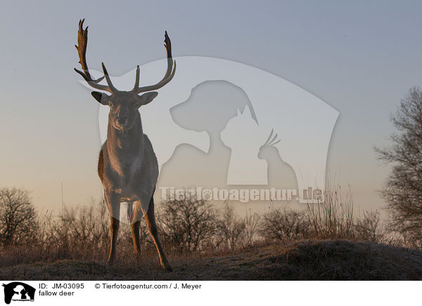 fallow deer / JM-03095