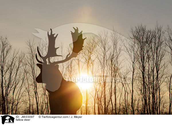Damwild / fallow deer / JM-03097