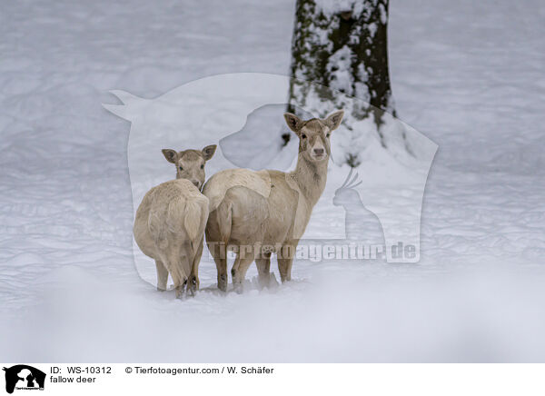 Damwild / fallow deer / WS-10312