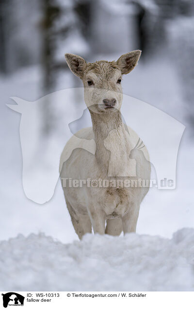 fallow deer / WS-10313