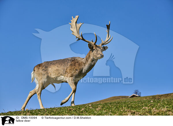 Damwild / fallow deer / DMS-10094