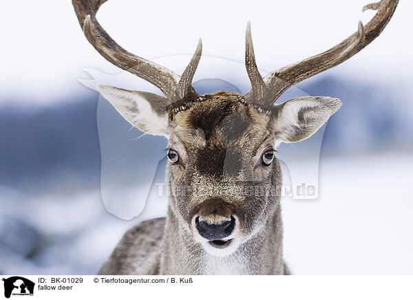fallow deer / BK-01029