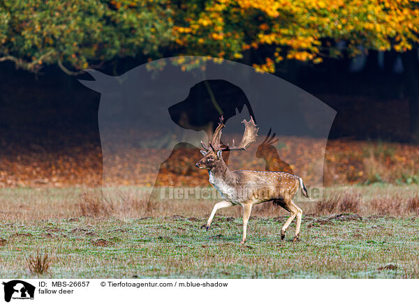 Damwild / fallow deer / MBS-26657