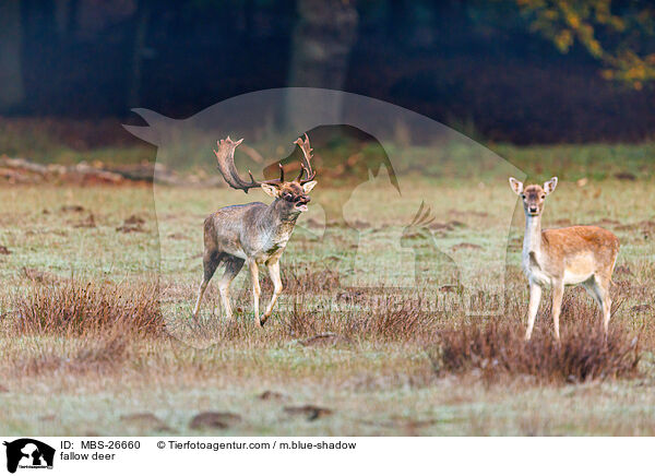 Damwild / fallow deer / MBS-26660