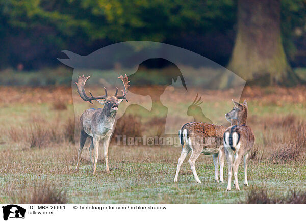 Damwild / fallow deer / MBS-26661