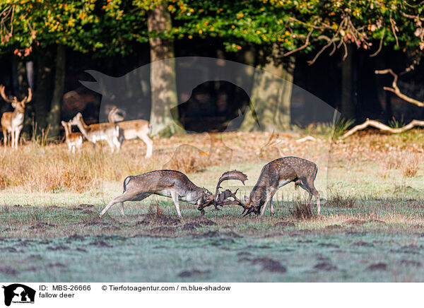 Damwild / fallow deer / MBS-26666