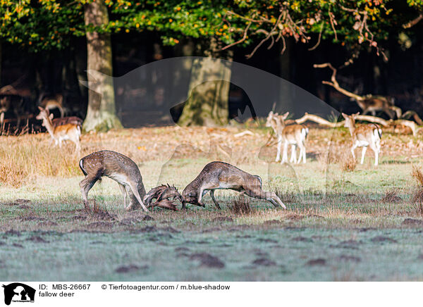 Damwild / fallow deer / MBS-26667