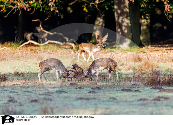 Damwild / fallow deer / MBS-26669