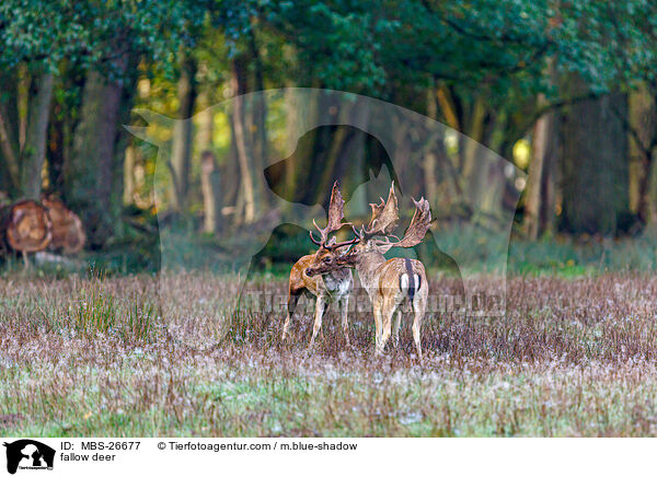 fallow deer / MBS-26677
