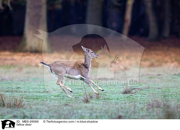 Damwild / fallow deer / MBS-26688