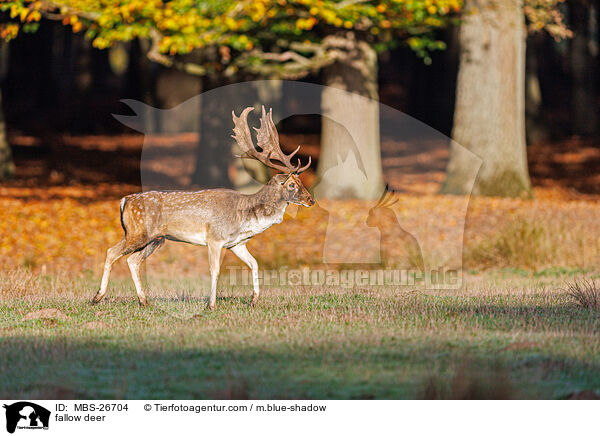 Damwild / fallow deer / MBS-26704