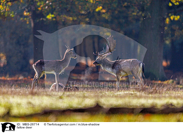 Damwild / fallow deer / MBS-26714