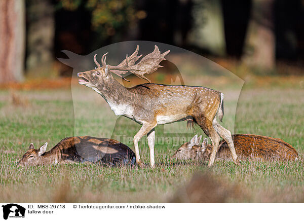 Damwild / fallow deer / MBS-26718