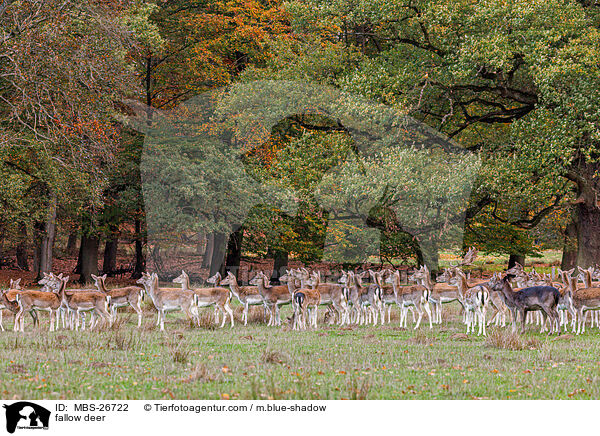 Damwild / fallow deer / MBS-26722