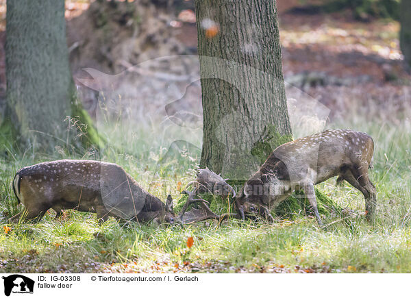 Damwild / fallow deer / IG-03308
