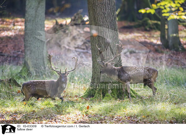 Damwild / fallow deer / IG-03309