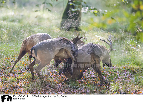 fallow deer / IG-03314