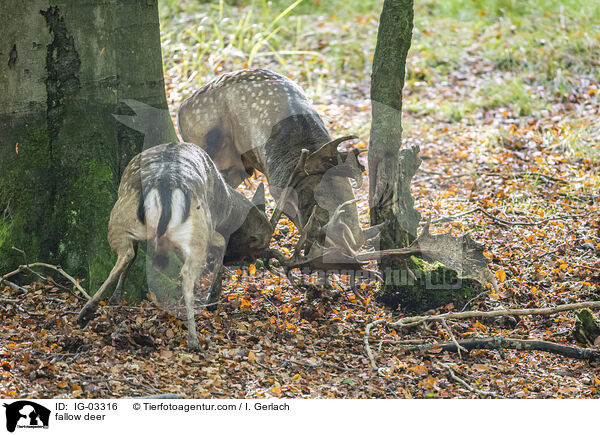 Damwild / fallow deer / IG-03316