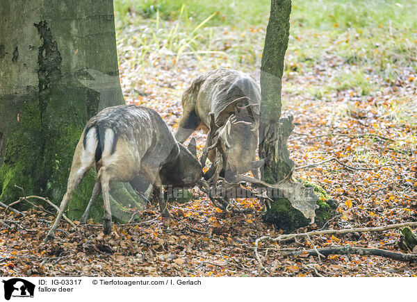 Damwild / fallow deer / IG-03317