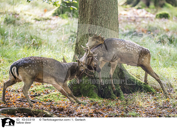 Damwild / fallow deer / IG-03319