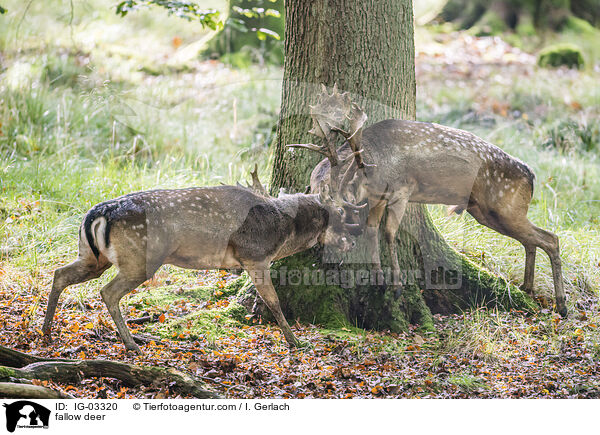 Damwild / fallow deer / IG-03320