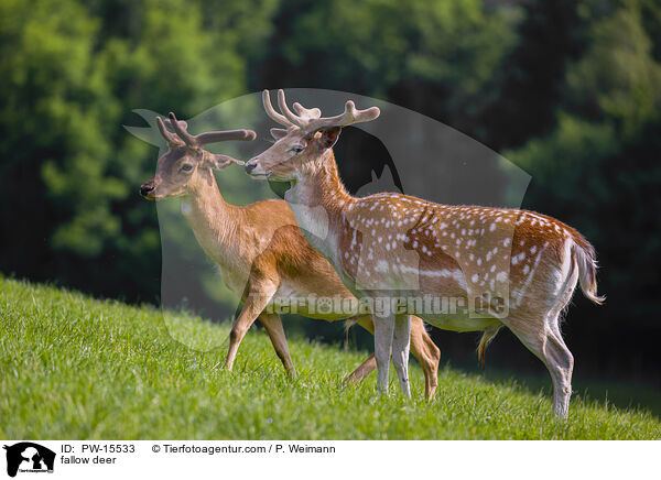 fallow deer / PW-15533