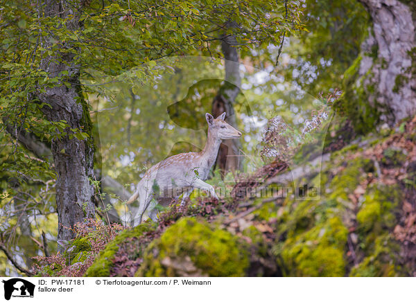 fallow deer / PW-17181