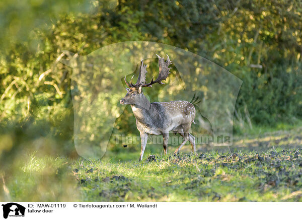 Damwild / fallow deer / MAW-01119