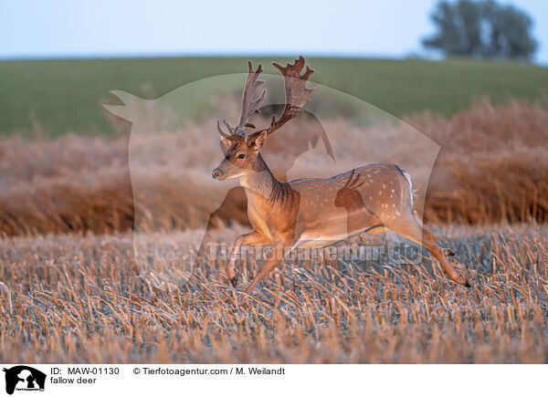 Damwild / fallow deer / MAW-01130