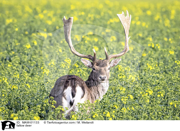 Damwild / fallow deer / MAW-01133
