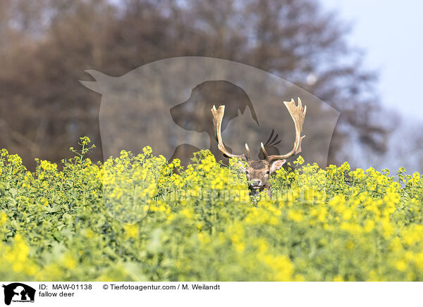 Damwild / fallow deer / MAW-01138