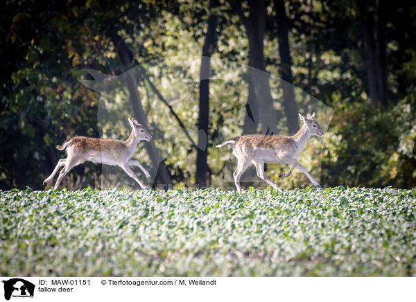 Damwild / fallow deer / MAW-01151