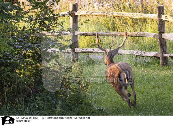 Damwild / fallow deer / MAW-01153